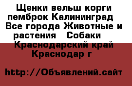 Щенки вельш корги пемброк Калининград - Все города Животные и растения » Собаки   . Краснодарский край,Краснодар г.